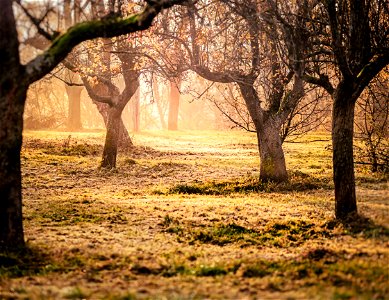 Brown Trees And Green Grass Photo Taken