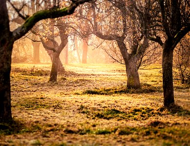 Brown Trees And Green Grass Photo Taken photo