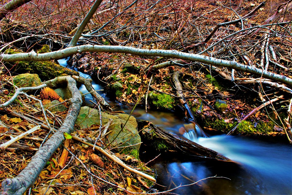Brown Tree Branches