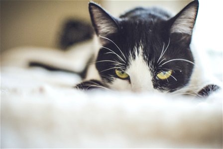 Close-up Photography Of A Tuxedo Cat photo