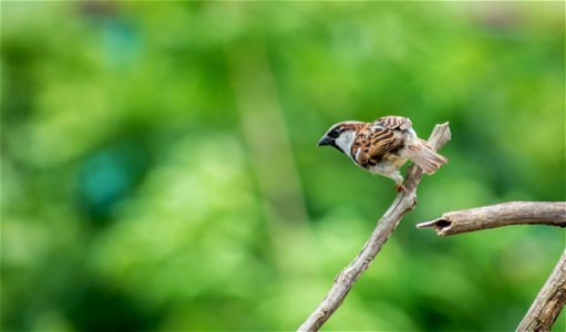Selective Focus Photography Of House Sparrow Perching On Tree Branch photo