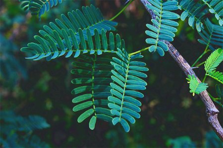 Selective Focus Photography Of Green Fern Plant photo