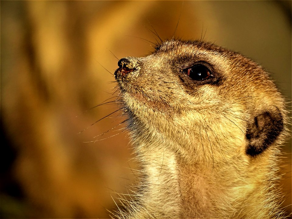 Brown Ferret Close Photography
