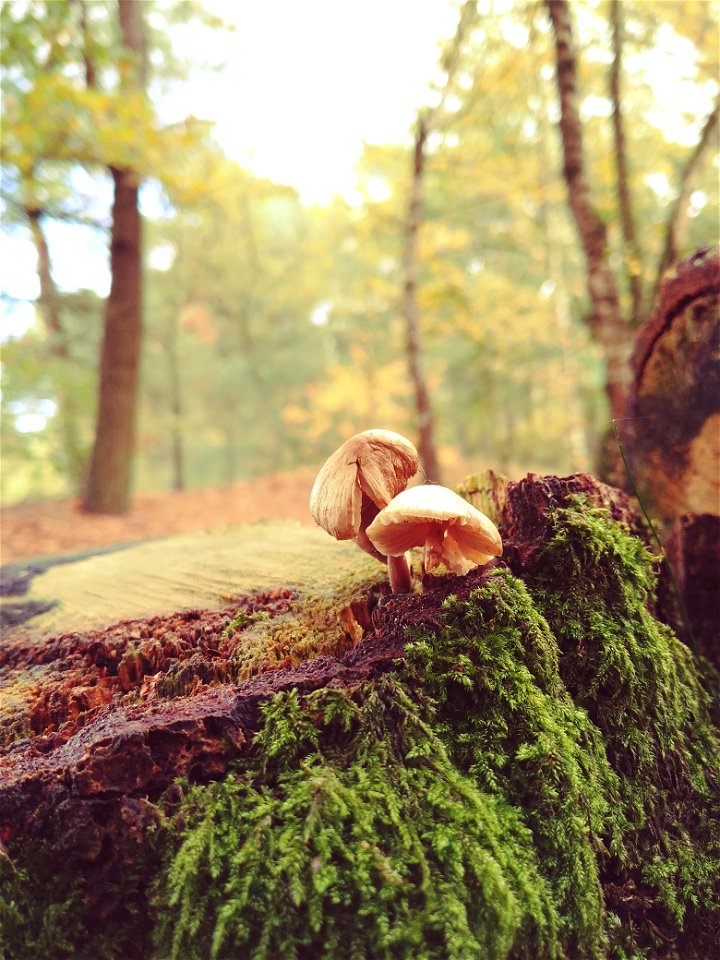 Two Mushrooms With Green Plants photo