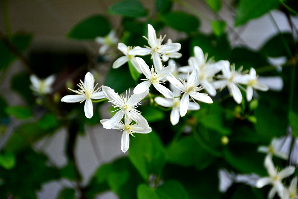 White Petaled Flowers photo