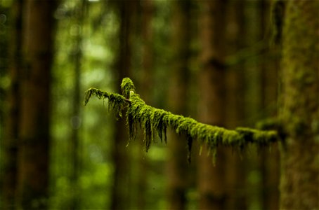 Macro Photography Of Green Leaved Tree