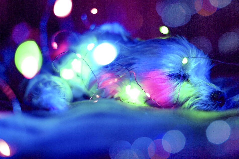 Blue  Green And Pink Light Bokeh
