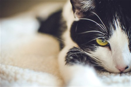 Black And White Short Coated Cat photo