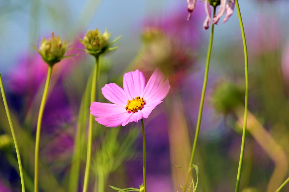 Shallow Focus Photography Of Pink Flower