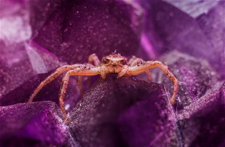 Brown Spider On Purple Crystal