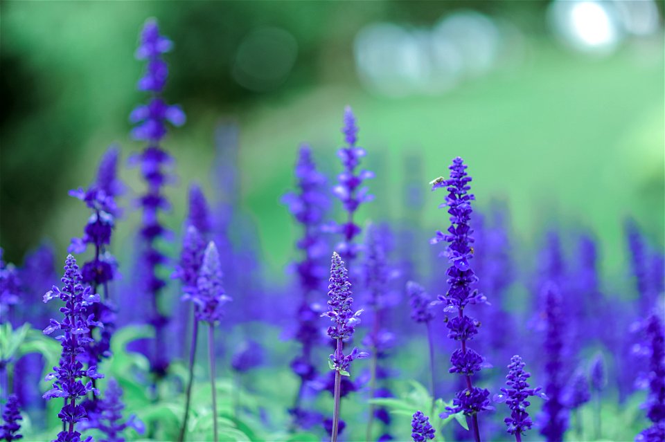 Purple Flowers