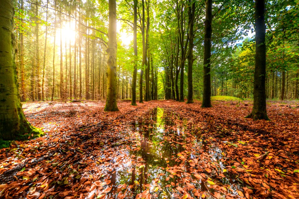 Green Forest With Body Of Water Covered With Brown Dried Leaves