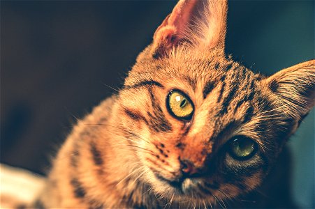 Black And Brown Tabby Cat photo