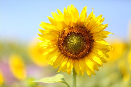 Sunflower Bloom photo