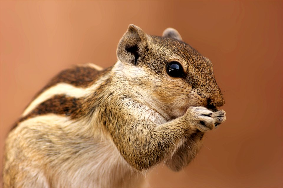 Brown And Gray Squirrel photo