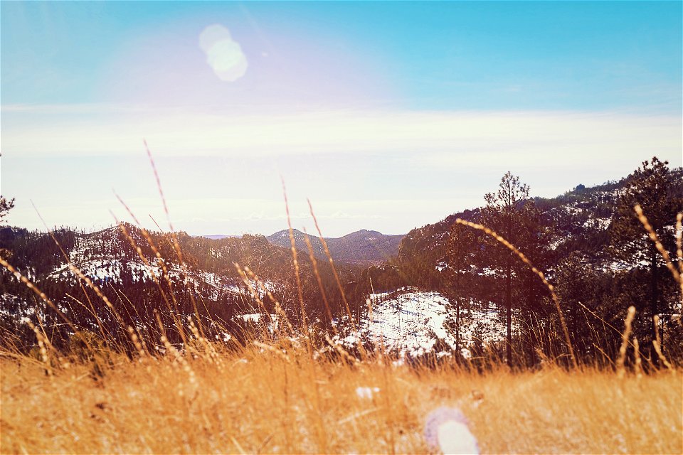 Scenic View Of The Forest