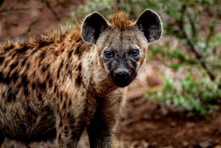 Close-up Photography Of Hyena photo