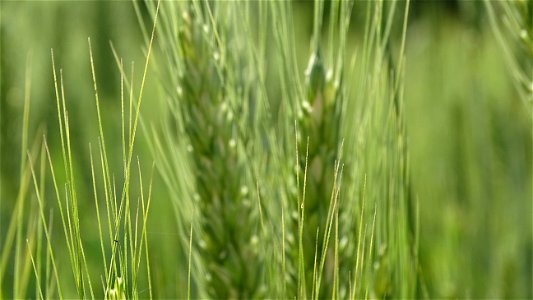 Green Wheat photo