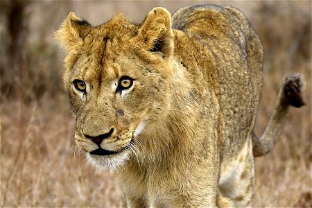Closeup Photography Of Lioness photo