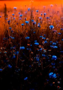 Tilt Shift Lens Photo Of Blue Flowers photo