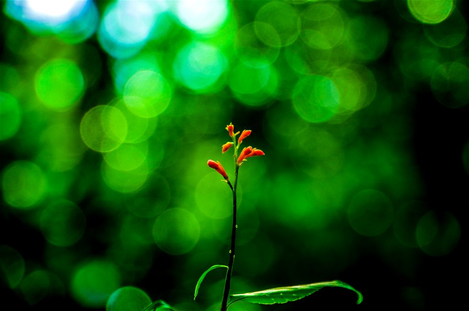Selective Focus Photography Of Orange Petaled Flower