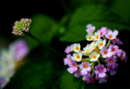 Closeup Photography Of Purple And White Cluster Flowers photo