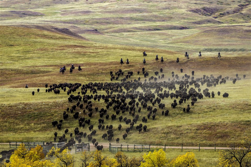 Herd Of Buffalo Raging