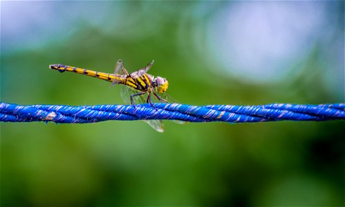 Macro Photography Of A Dragonfly photo