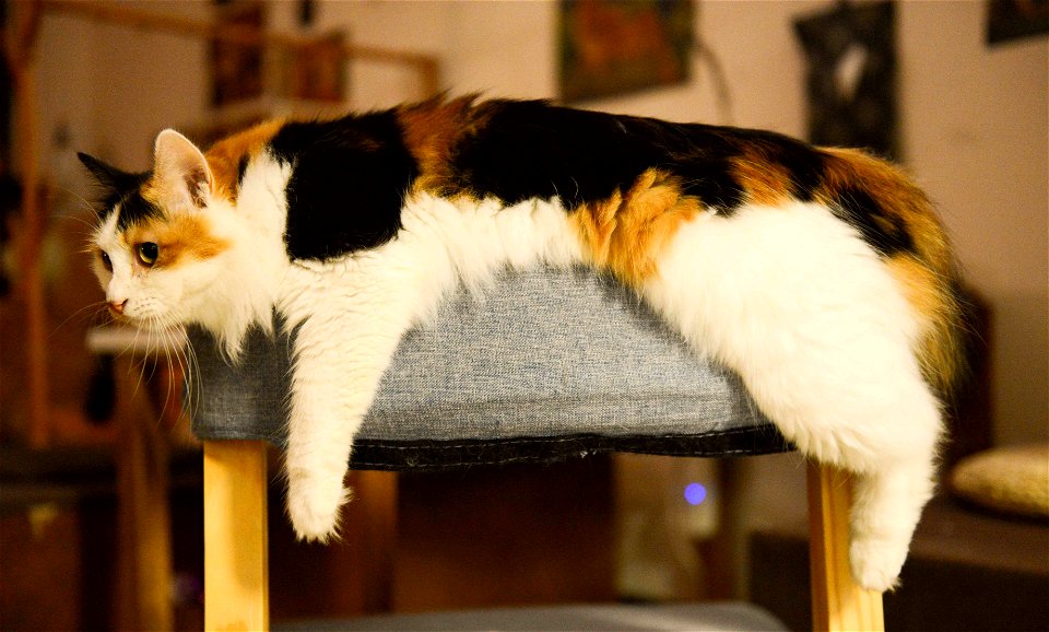 White Brown And Black Med Coated Cat Laying On Gray Ottoman