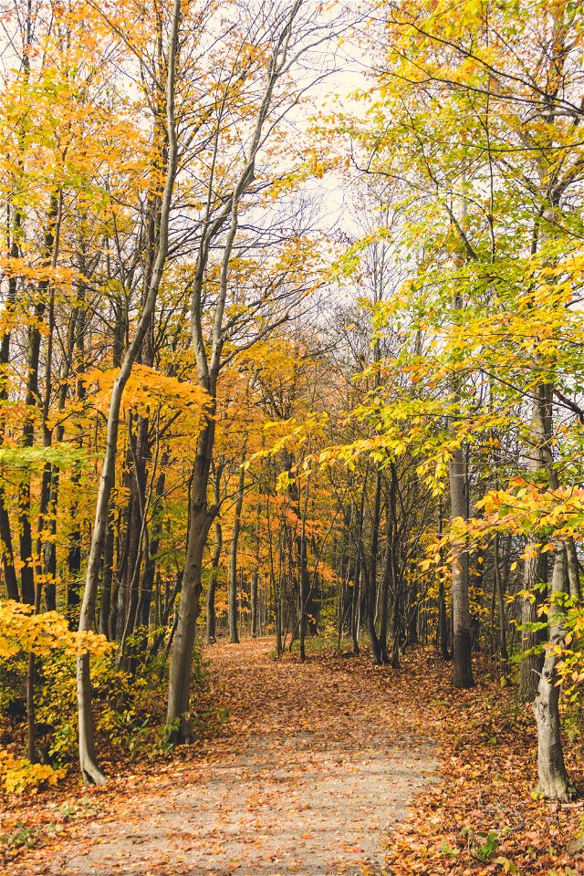 Scenic View Of The Forest photo