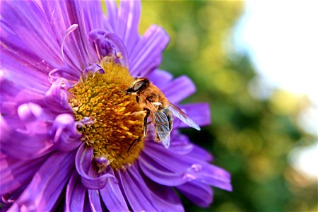 Macro Photography Of Bee On A Flower photo