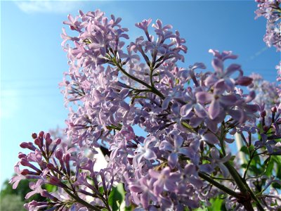 White Petaled Flowers photo