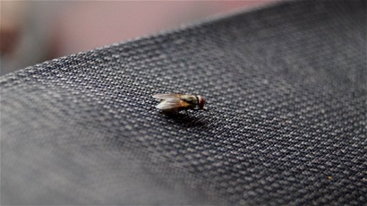 Common House Fly On Black Textile photo