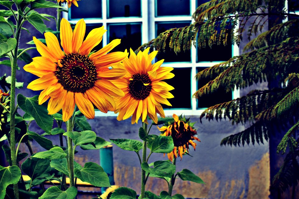Photo Of Three Sunflowers Near Window