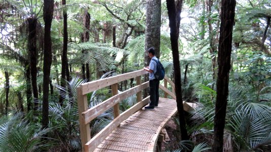 Person On Wooden Bridge Surrounded By Trees photo
