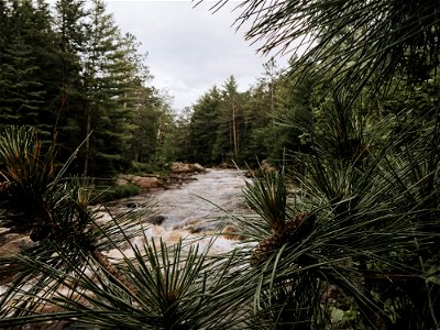 Green Leaf Tree Near River Taking Picture photo