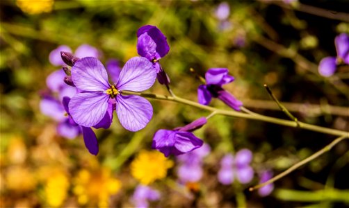 Purple Orchid photo