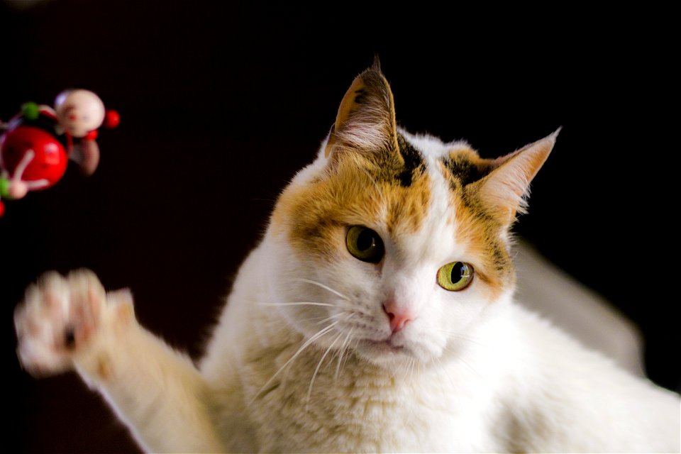 White And Orange Tabby Cat