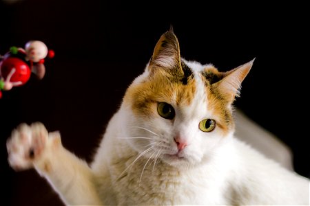 White And Orange Tabby Cat photo