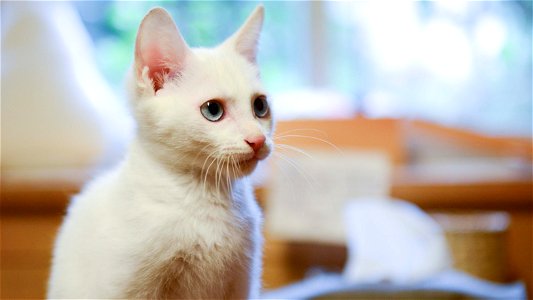 Shallow Focus Photography Of White Cat photo