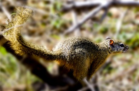 Close Up Photography Of Brown Squirrel photo