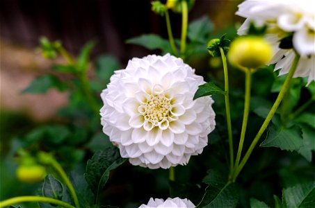 White Flower Photography photo