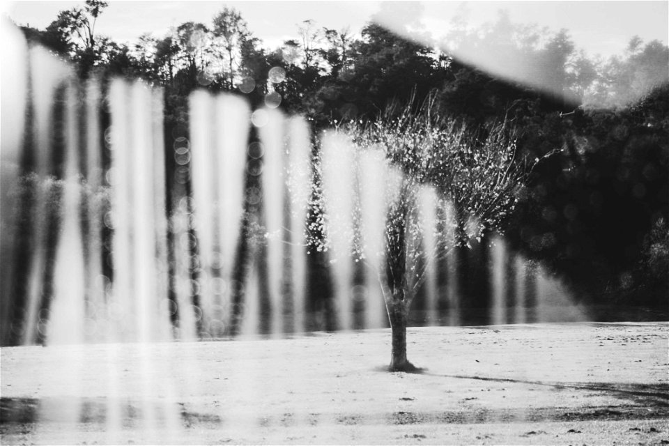 Grayscale Photography Of A Tree