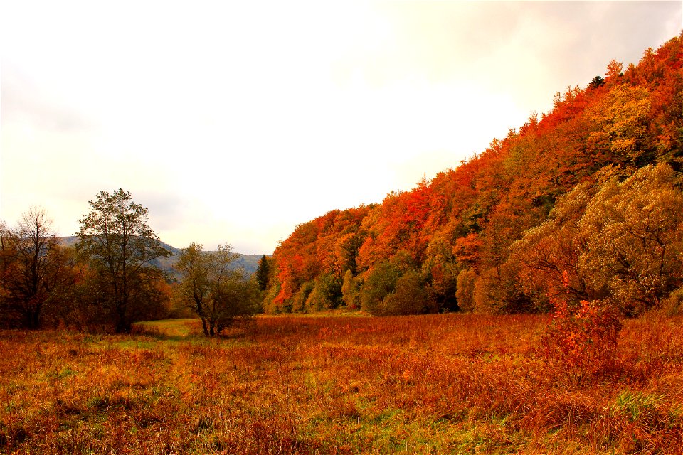 Brown And Green Trees