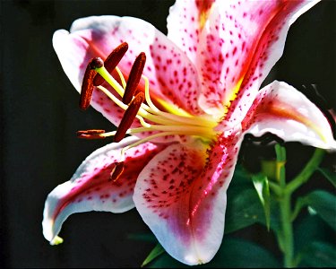 Red And White Petal Flower