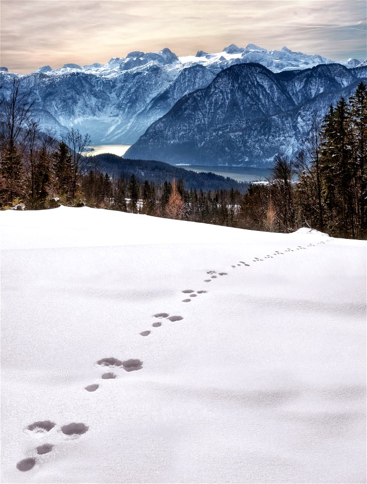 Animal Foot Prints On Snow Near Mountain At Daytime photo