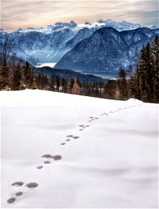 Animal Foot Prints On Snow Near Mountain At Daytime photo