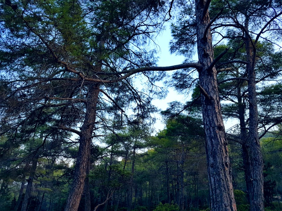 Green Trees At Daytime