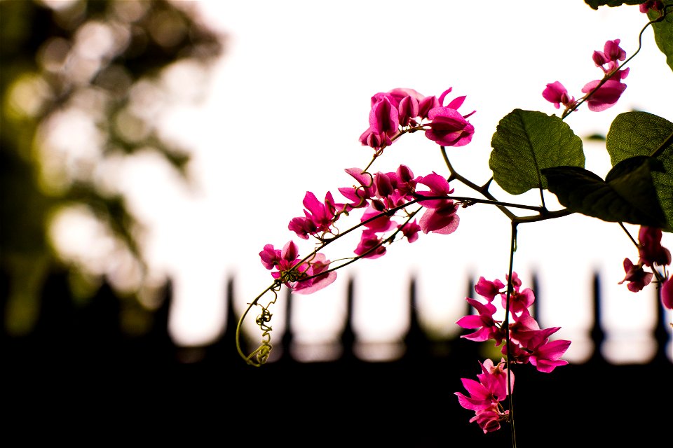 Pink Petaled Flower