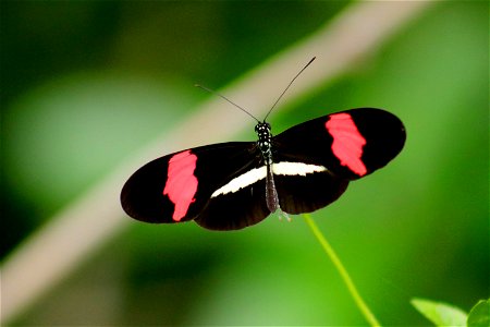 Black Red And White Butterfly In Closeup Photo photo